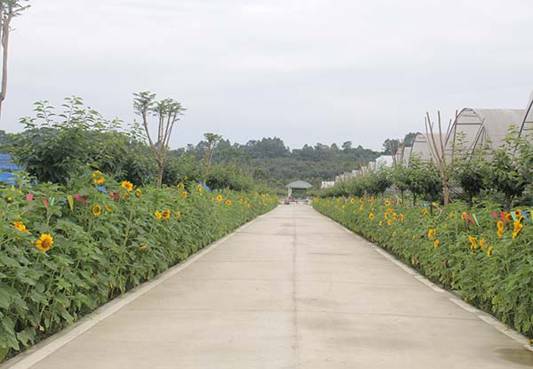 四川藍莓種苗基地