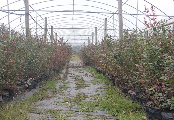 四川藍莓種苗培育基地