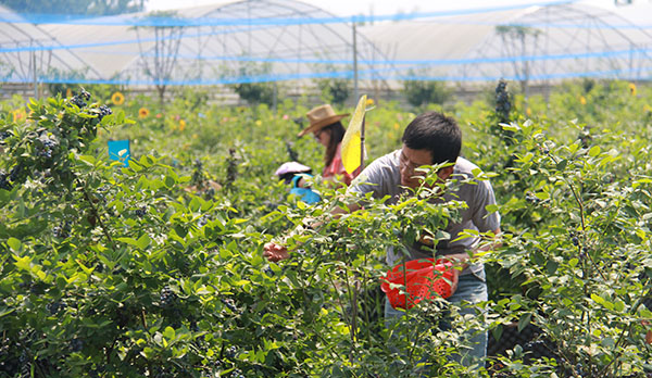 四川藍莓種苗基地