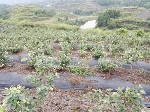 四川藍莓種植技術