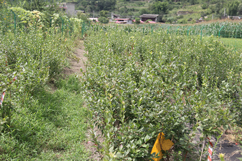 四川藍莓種苗培育基地